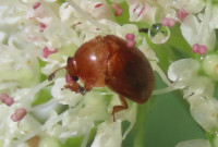 Cychramus luteus
